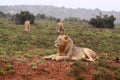 Three wild lions