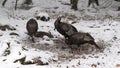 Three Wild Male Turkeys in winter snow