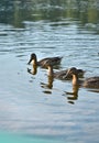 Three wild Mallard ducks swim near the shore of the lake Royalty Free Stock Photo