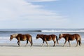 Three Wild Mustangs on a Beach Royalty Free Stock Photo