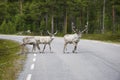 Three wild northern deers crossing the asphalt forest road, Norway Royalty Free Stock Photo