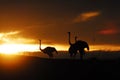 BIRDS- Africa- Close Up of Ostriches in Sunrise Silhouette