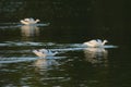 Pied avocets in swirling water