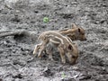 Three wild pigs Royalty Free Stock Photo