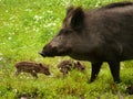 Three wild pigs