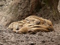 Three wild pigs Royalty Free Stock Photo