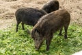 Three wild pigs are eating green plucked grass Royalty Free Stock Photo