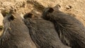 Three wild pigs sleeping next to each other Royalty Free Stock Photo