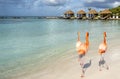 Three Wild Pink Flamingos on a Caribbean Beach With Cabanas in the Background 1