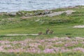 Three wild rabbits on Omey Island, Ireland. Three rabbits on a green meadow. Three rabbits on a flower field Royalty Free Stock Photo