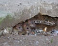 Three wild rats peek out from a hole under a concrete slab