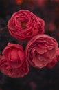 Three wild, red-pink roses. Piture in artistic style Royalty Free Stock Photo