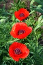 Three wild red poppies bloom Royalty Free Stock Photo
