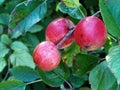 Three wild, ripe red apples on branch