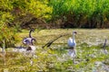 Three Wild Swans