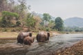 Three wild Thai elephants