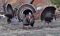 Three wild turkey gobblers display Royalty Free Stock Photo