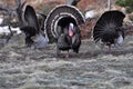 Three Wild turkeys