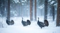 Three Wild Turkeys in a Snowy Forest Royalty Free Stock Photo