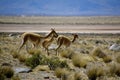 Wild Vicunas