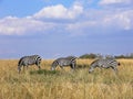 Three wild zebras grazing in line in Masai Mara grassland Royalty Free Stock Photo