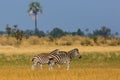 Three zebras standing in natural grassland, Okavango Delta