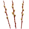 Willow branches with buds. Isolated.