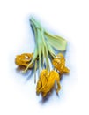 Wilted yellow tulips on cool blue steel texture. Concept age with beauty Royalty Free Stock Photo