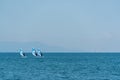 Three wind surfers swim side by side on the sea Royalty Free Stock Photo