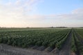 Three windmills on a row to keep te Driemanpolder dry in Stompwijk, Leidschendam the Netherlands. Royalty Free Stock Photo