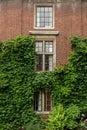 Three windows building with climbing plants on Brick Wall Royalty Free Stock Photo