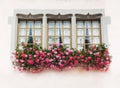 Three windows in old house with pink flowers Royalty Free Stock Photo