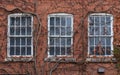 Three windows overgrown with wild grapes Royalty Free Stock Photo