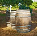 Three wine barrels. Royalty Free Stock Photo