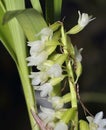 Three Winged Coelia Orchid