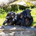 Chimpanzee Monkeys lazing around on a hot day 3 wise monkeys chimps