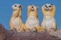 Three wise meerkats Royalty Free Stock Photo