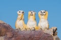 Three wise meerkats Royalty Free Stock Photo