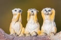 Three wise meerkats Royalty Free Stock Photo