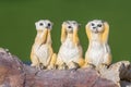 Three wise meerkats Royalty Free Stock Photo