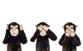 Three wise monkeys. Royalty Free Stock Photo
