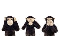 Three wise monkeys.