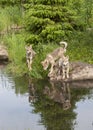 Three Wolf Puppies with Clear Lake Reflection Royalty Free Stock Photo