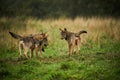 Three wolves - Canis lupus hidden in a meadow