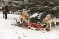 Three Wolves (Canis lupus) at White-Tail Deer Body Fourth in Background Winter