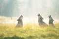 three wolves howling on a misty meadow