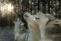 Three wolves howling in the winter forest