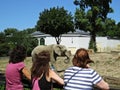 Three Women Looking and Admiring Huge Beautiful Elephant