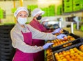 Three women in masks sorting peaches Royalty Free Stock Photo