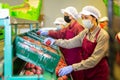 Three women in masks sorting peaches Royalty Free Stock Photo